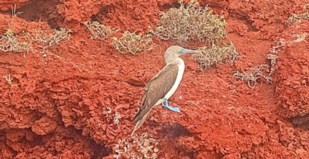Galapagos Blue footed Booby
