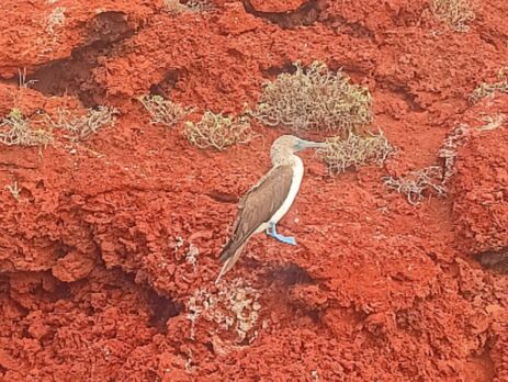 Galapagos Blue footed Booby