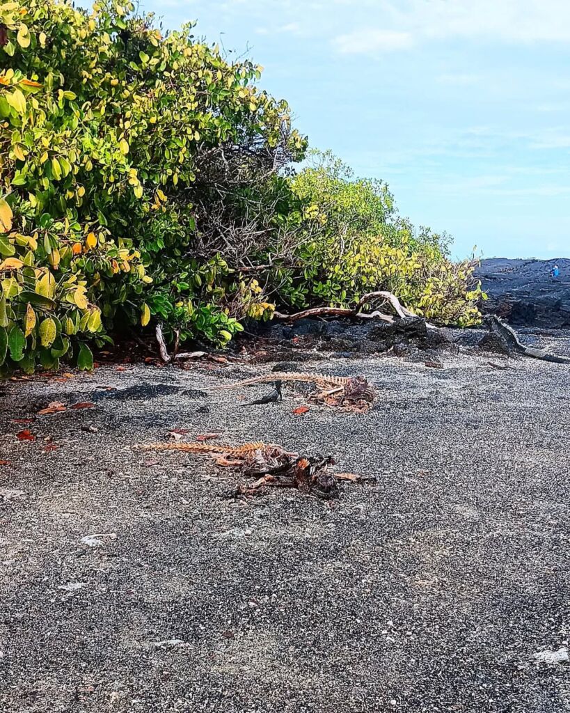 Skeletons stripped bare - Iguana and Short-eared Owl