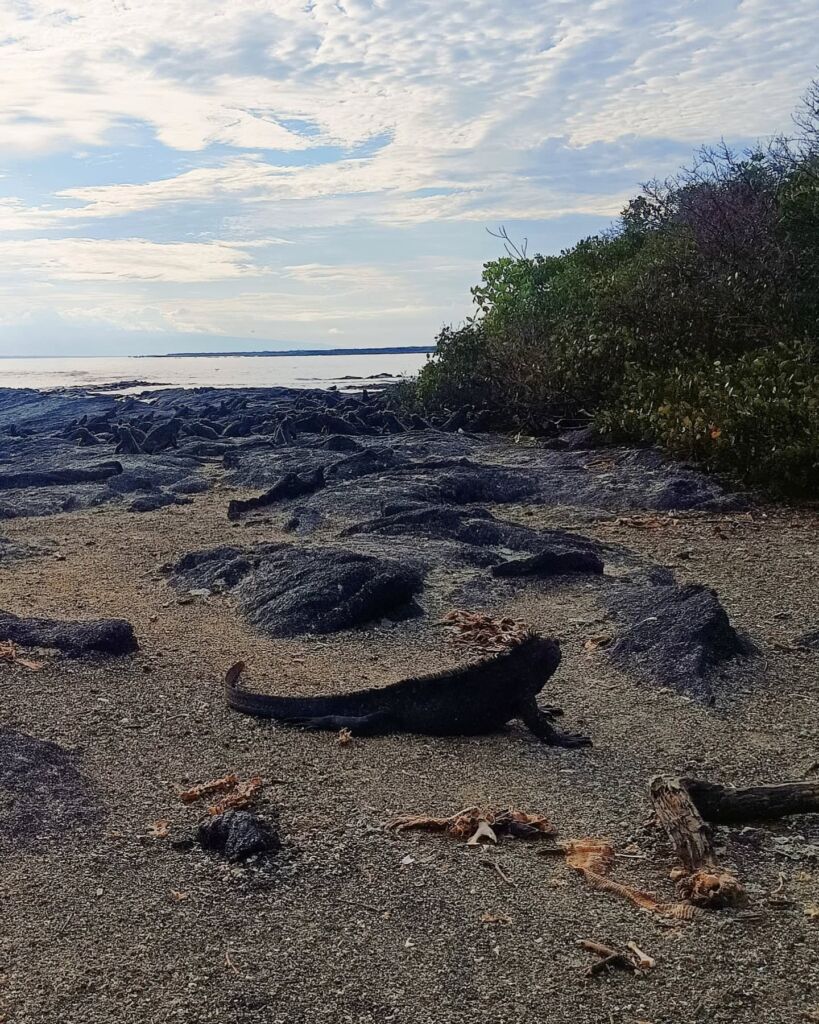 Galapagos Fernandina Island - Marine Iguanas
