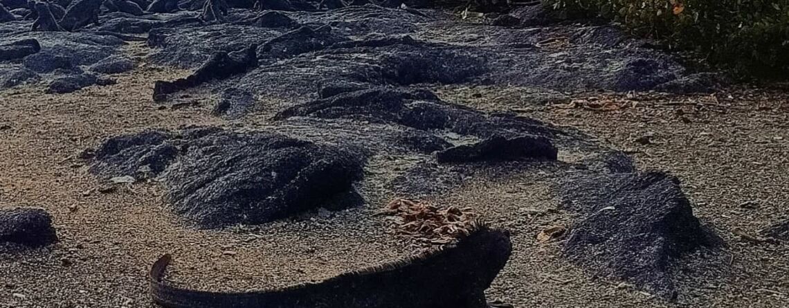Galapagos Marine Iguanas