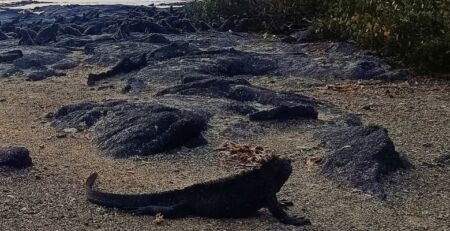 Galapagos Marine Iguanas