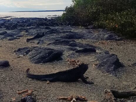 Galapagos Marine Iguanas