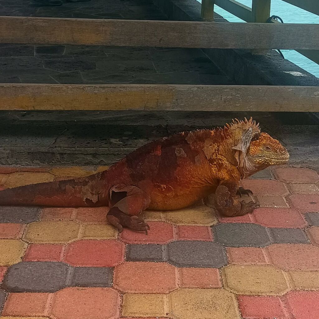 Galapagos Iguana at the ferry point