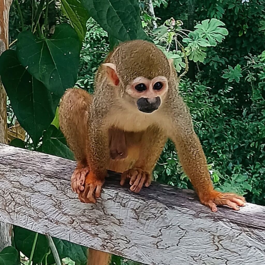 Spider Monkey Amazon animals Brazil