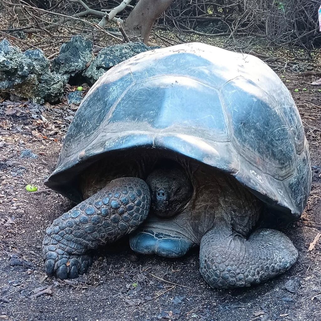 Galapagos Giant Tortoise