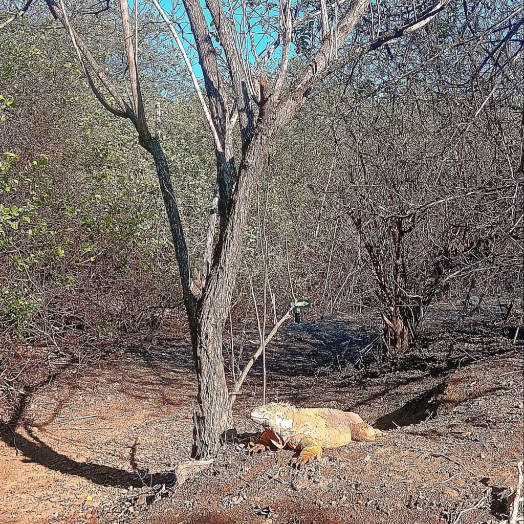 Galapagos Isla Isabela