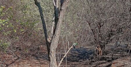 Galapagos Isla Isabela