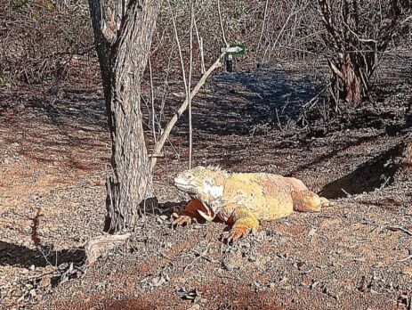 Galapagos Isla Isabela