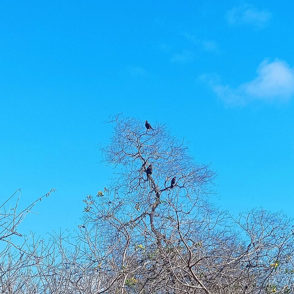 one of the few predators of Galapagos - the hawk