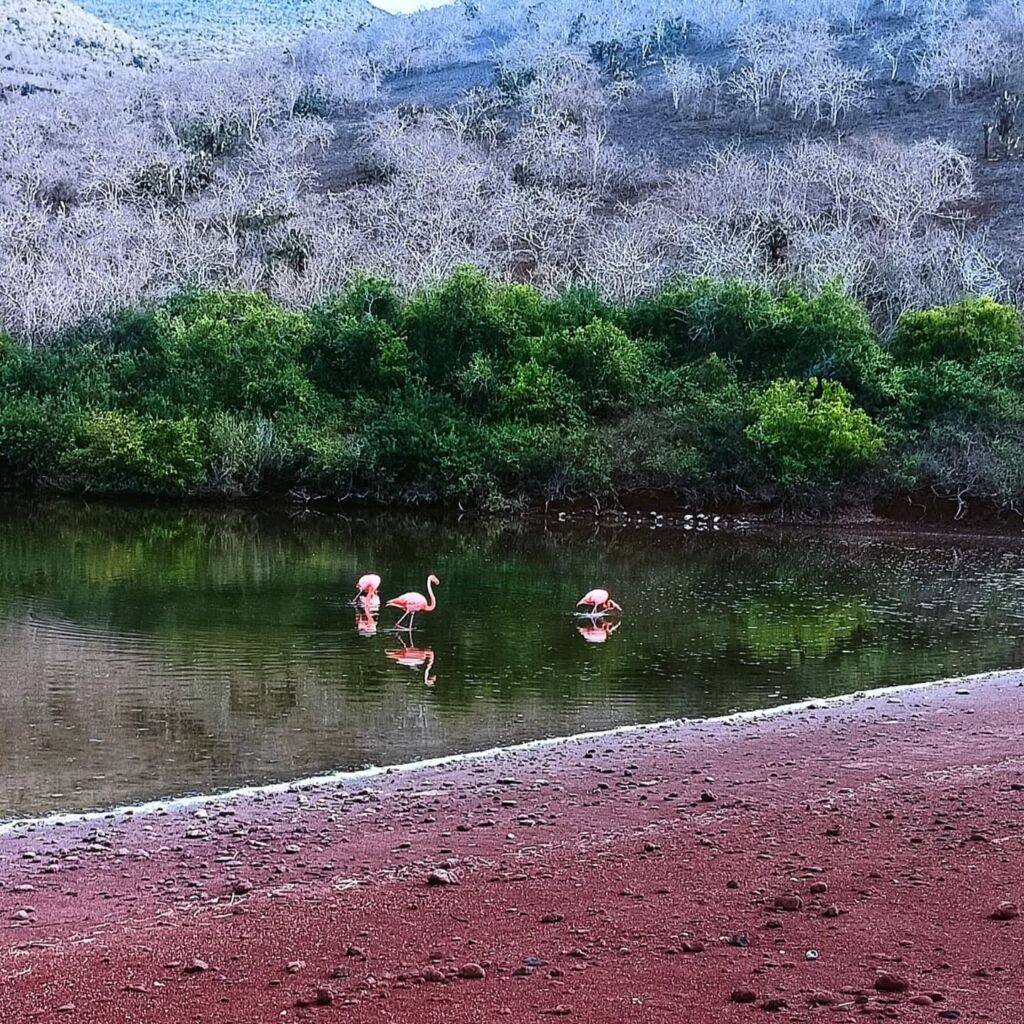 Galapagos flamingo