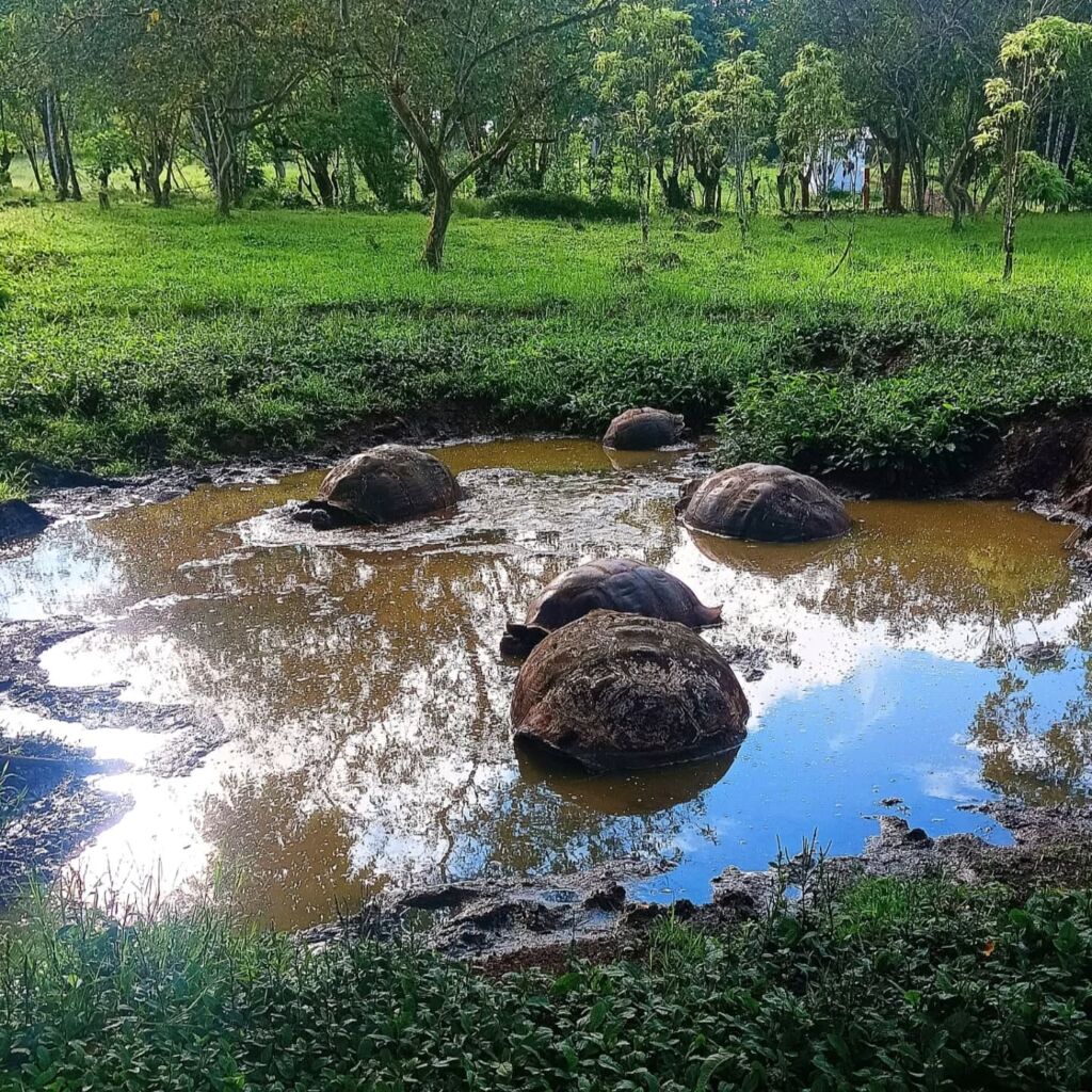 Giant Tortoises lounging