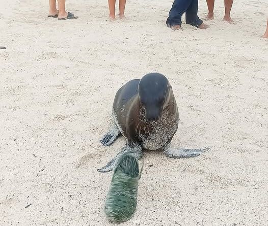 Galapagos Sea Lion