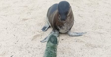 Galapagos Sea Lion
