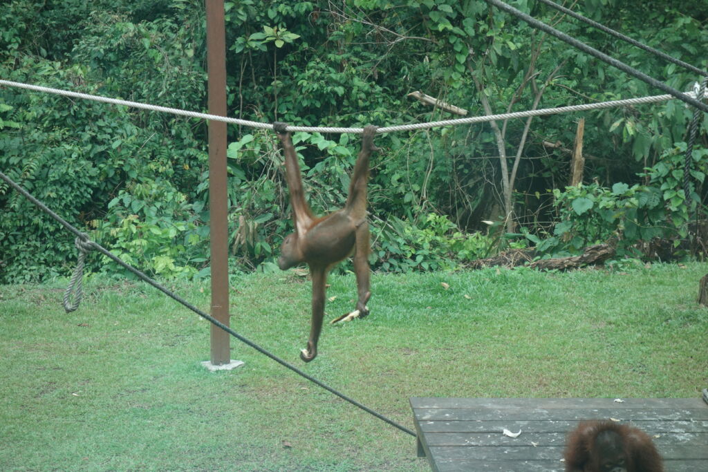 Sepilok Orangutan