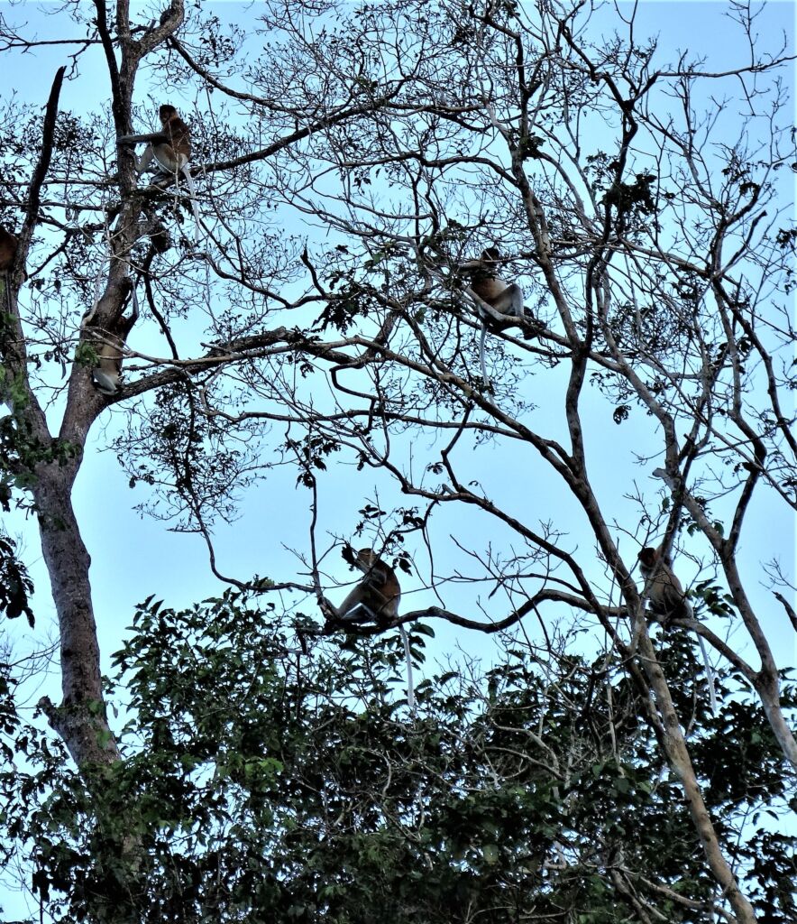 Sandakan Proboscis monkey