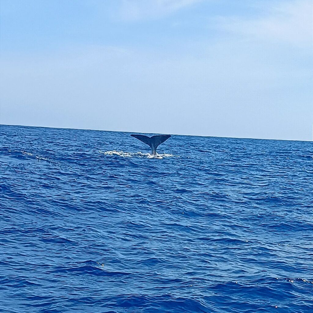 Whale Watching Azores