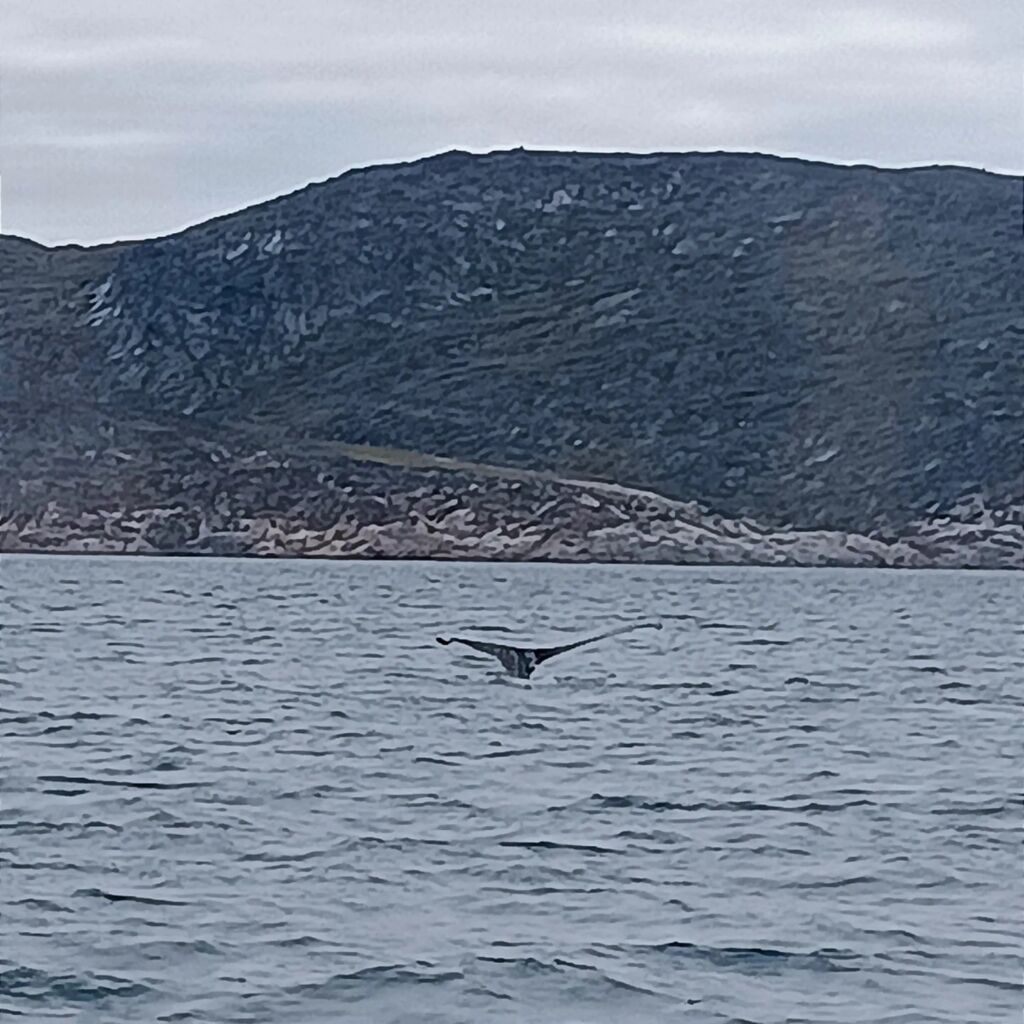 Whale Disko Bay Ilulissat Greenland