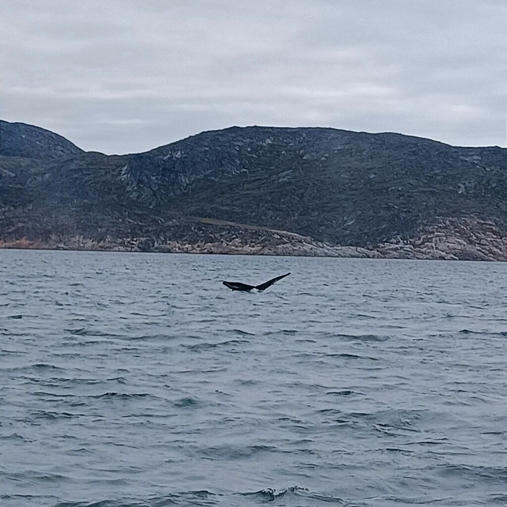 Whale Disko Bay Ilulissat Greenland
