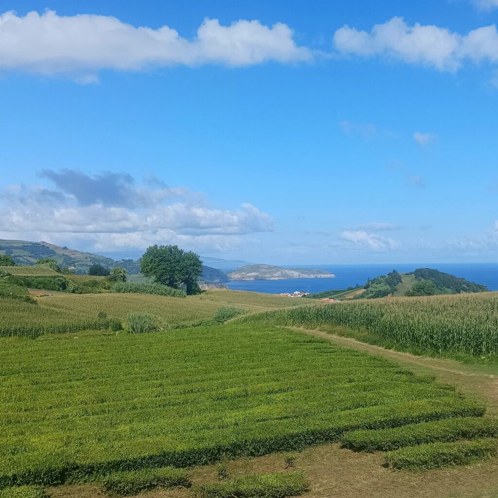 Tea garden Sao Miguel Azores