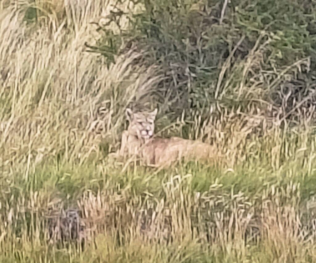 Puma Chile Patagonia