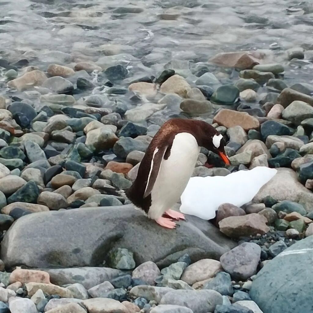 Antarctica Travelogue Antarctica Travelogue