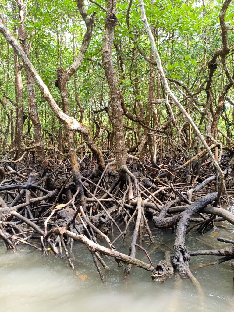Mangroves baratang