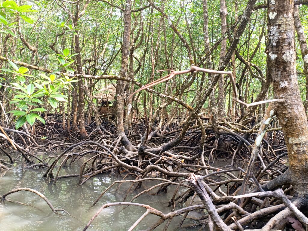Mangroves baratang
