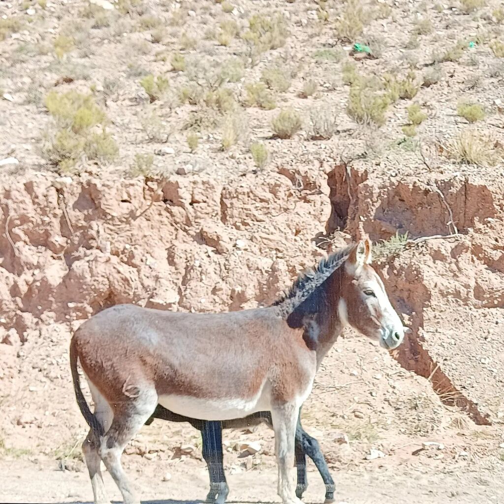 Argentina Salta - Losing perspective