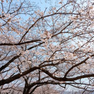 cherry blossoms cherry blossoms
