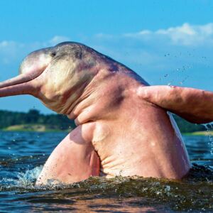 Boto Amazon River Dolphin