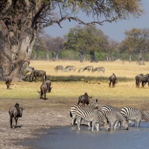 Botswana S2 Botswana S2