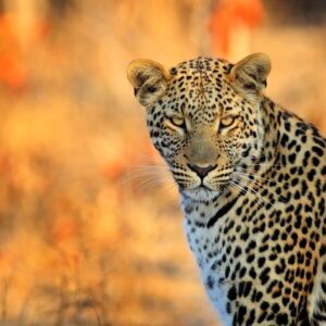 Botswana S5 Botswana S5