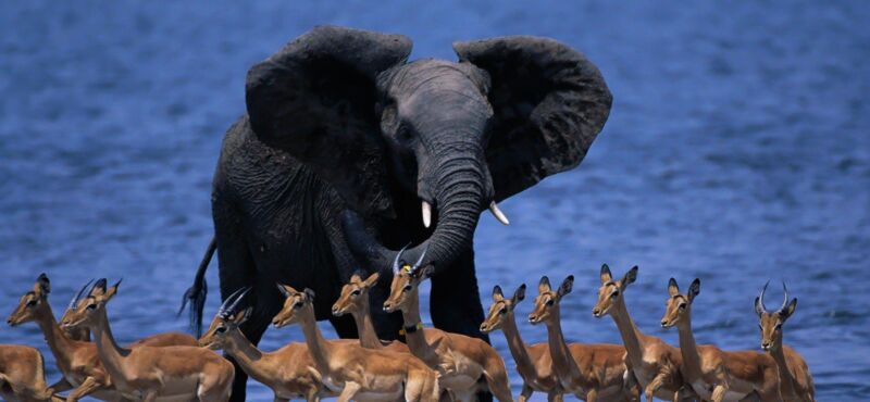Botswana exp Botswana exp