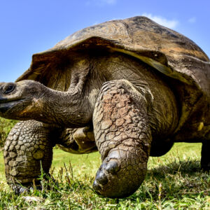 Giant_tortoise_of_the_galapagos_islands