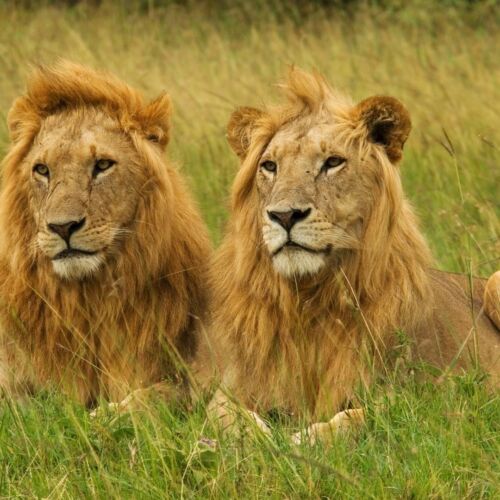 Masai mara