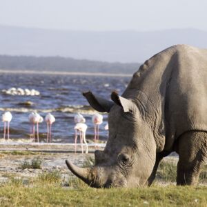 Rhino-in-Lake-Nakuru-National-Park-2-scaled