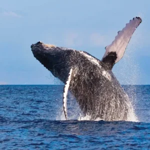 Southern-Right-Whale-Struisbaai-Cape-Agulhas-Whale-Watching-copy