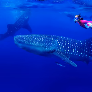 Whale shark Maldives
