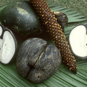 coco-de-mer-nuts-lodoicea-maldivica-george-holton