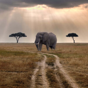 elephant-walking-in-masai-mara-national-reserve-f0qxwsxbu4fdergq