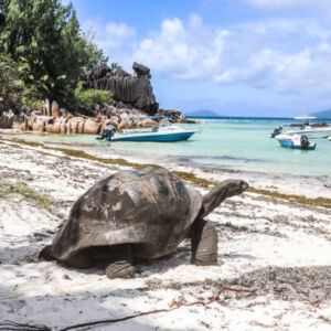 A giant tortoise stands on a white sand beach looking up at the beautiful blue ocean