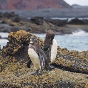 images (2)