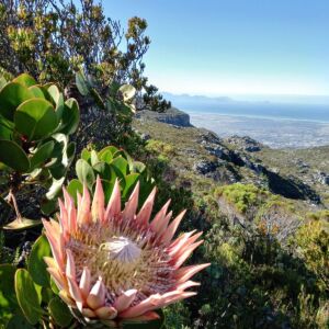 king-protea-with-a-view