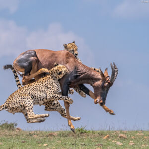 mara hunting