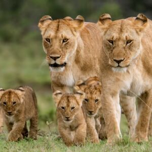 mara-lions