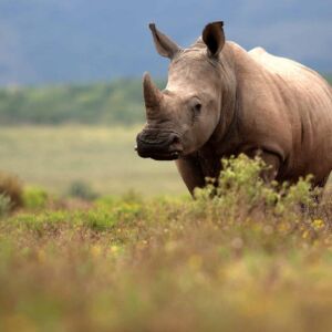 rhino mara