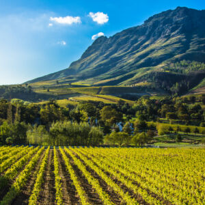 A vineyeard sitting at the base of a mountain in the evening sun.